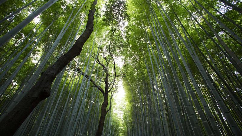 2026年热门动漫新番排行榜封面